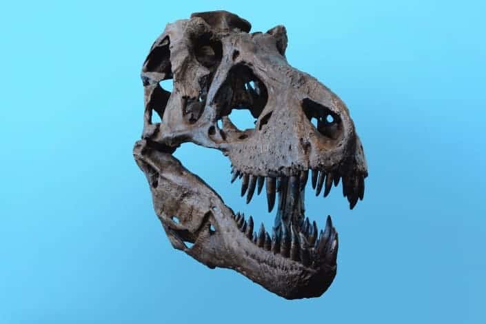 Dinosaur skull bone