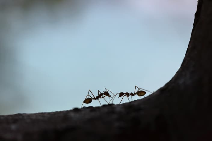 funny questions to ask a guy - Would you rather shrink to the size of an ant or grow to the size of a giant