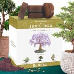  Bonsai Growing Kit