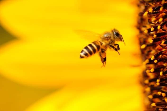cute things to say to your boyfriend-bees.jpeg
