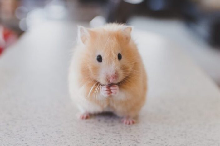 A cute hamster, staying still.