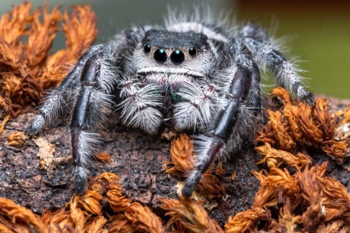 close up photo of a spider