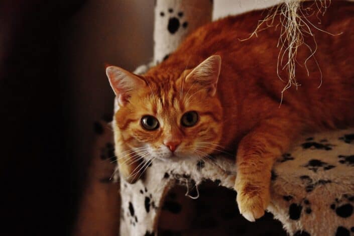 a cat staring back at the camera