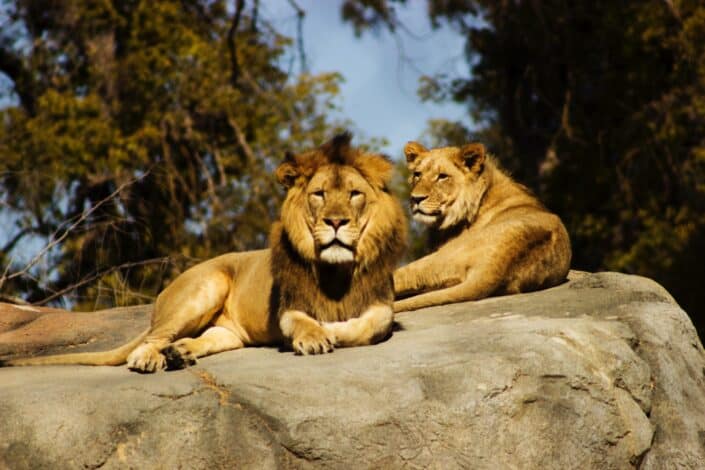 Two lions lying on a huge rock.