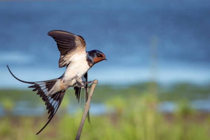 A bird flopping as about to cling on a tree branch.